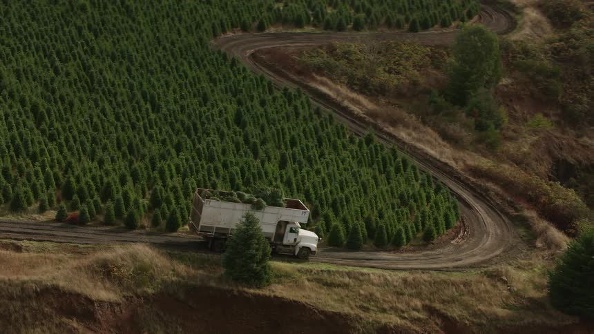 An aerial view shows a white truck loaded with harvested pine trees driving on a narrow road through a tree farm