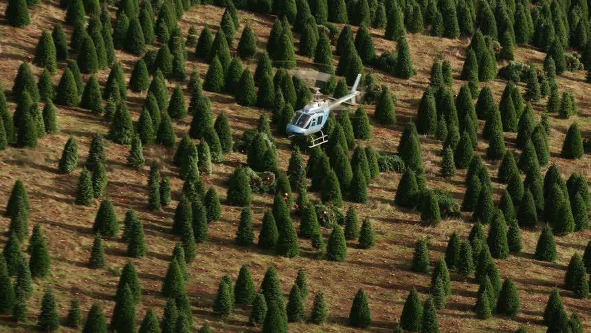 A helicopter carries cut down trees from the forest