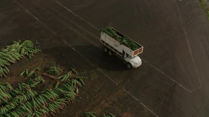 A truck is transporting trees from the tree farm