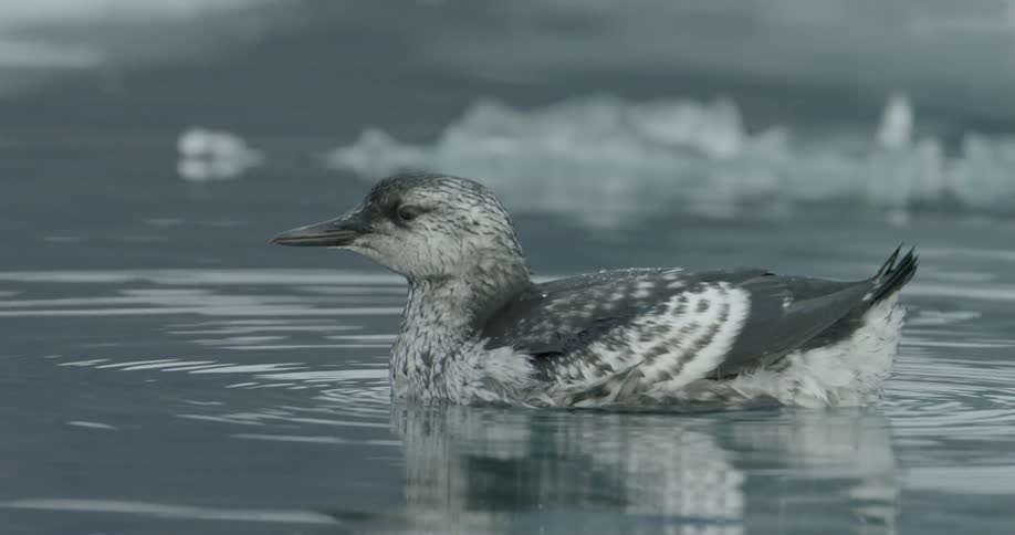 A bird floats atop icy water