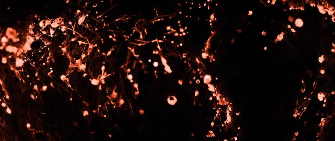 Abstract cross on illuminated roots against a black background
