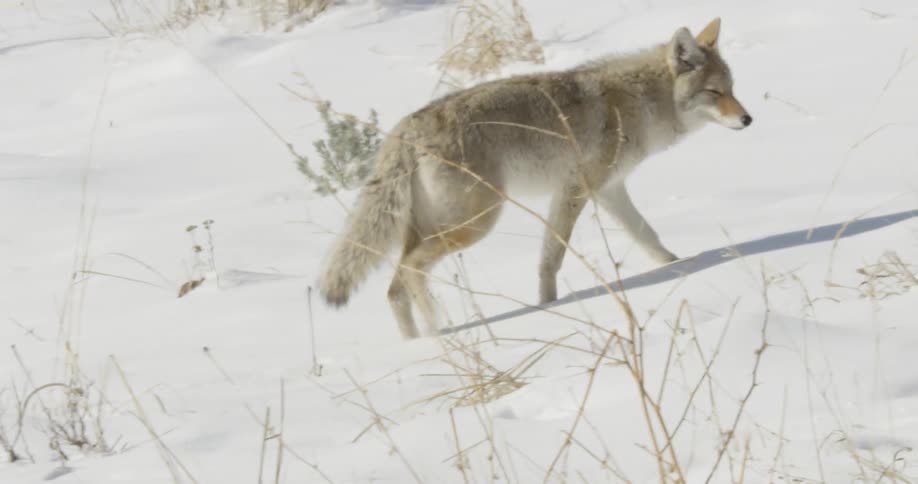 Coyote walking in the snow