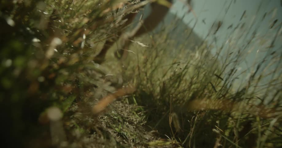 A closeup view of a persons legs running through tall grass and vegetation