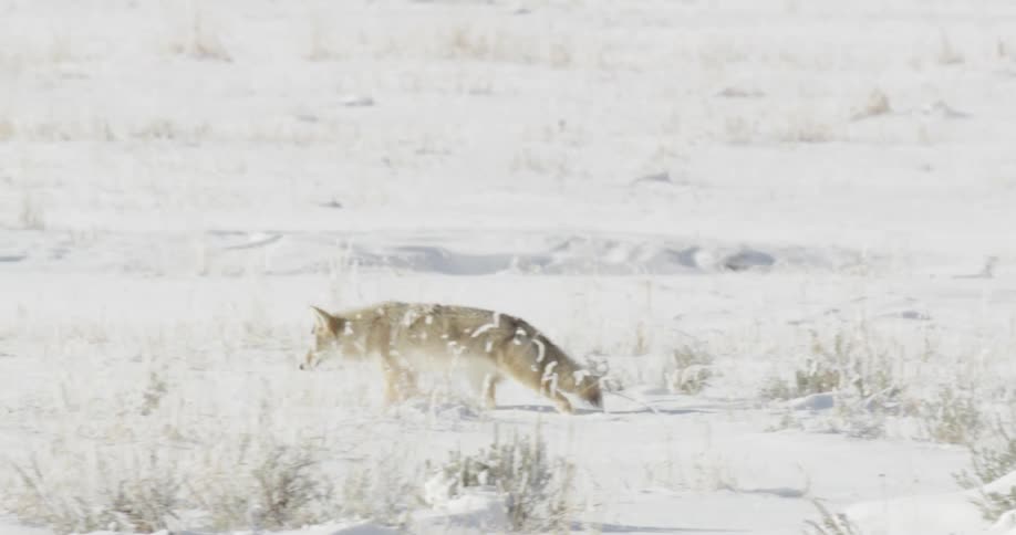 Lone coyote walking across snow covered field