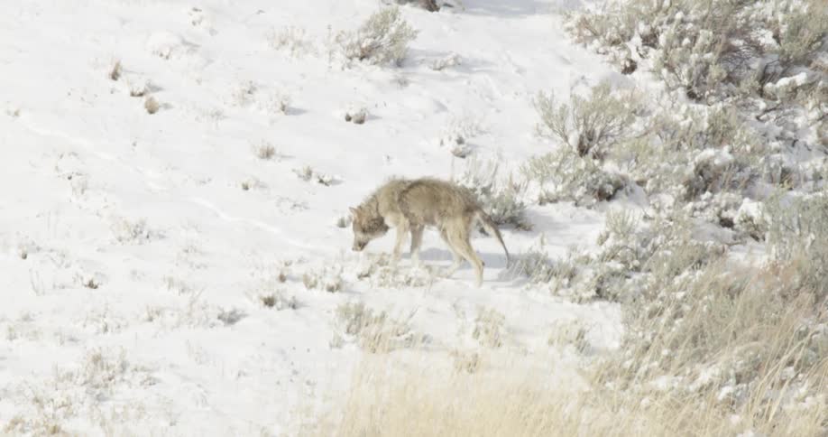 A wolf walks in the snow
