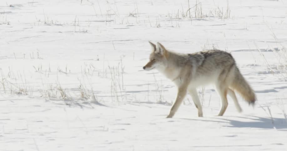 Coyote walking in the snow
