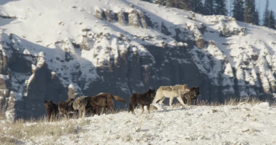 A group of wolves in a snowy mountainous landscape with one lighter colored wolf standing prominently among darker ones