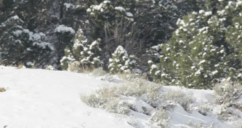 Two wolves walk through snowy mountains