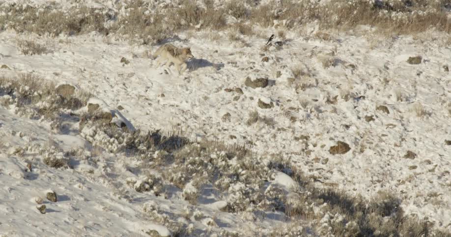 A wolf runs around and a bird flies in a rural snowcovered grassy area