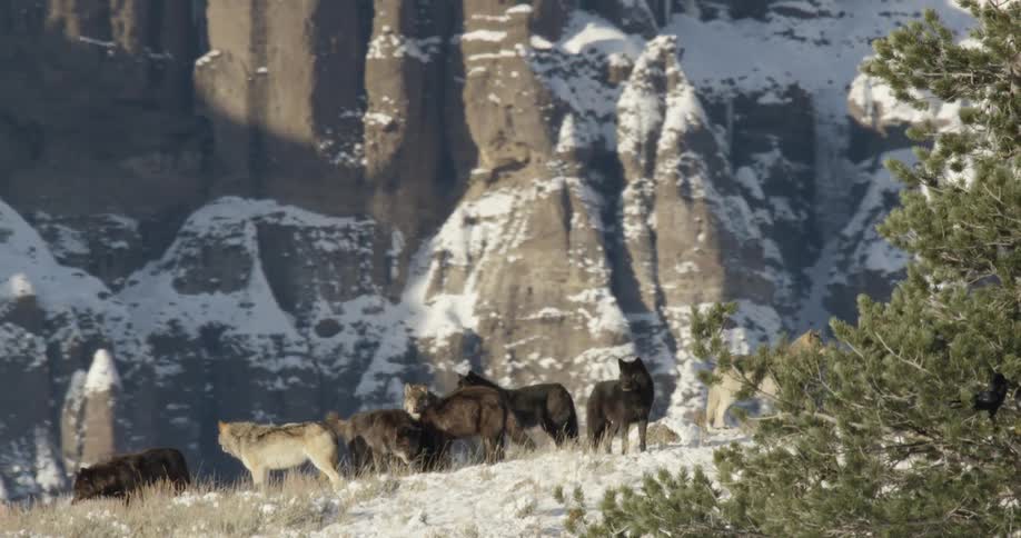 Pack of wolves standing on mountain peak overlooking the canyon