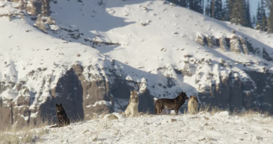 A group of wolves including two lightercolored wolves stand on a snowy ridge with rocky cliffs and a mountain backdrop