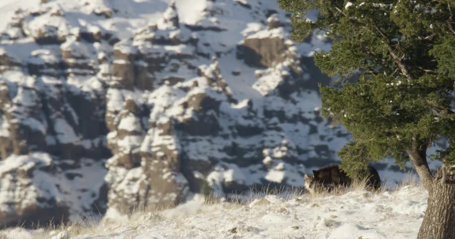 Wolves walking on a snowy mountain cliff