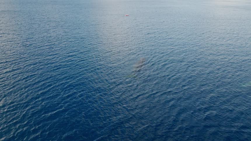 An aerial view of the surface of a sea with two whales swimming and one of them going to the surface to breathe