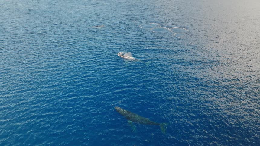 Whales water into the air as they breach the surface of the ocean