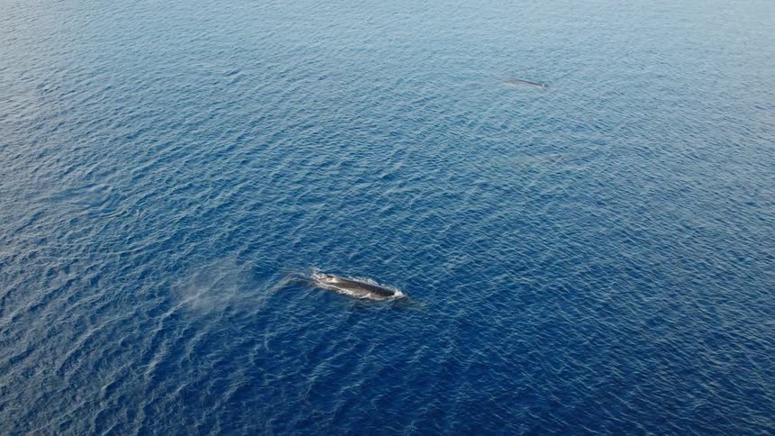 Large whale swimming on the surface of the ocean