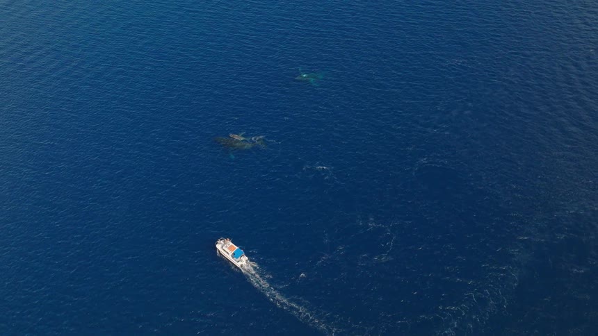 Aerial view of a boat near a whale on the ocean surface