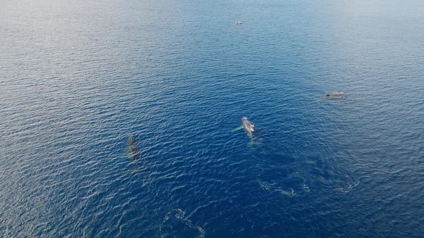 Aerial view of whales on the surface of an ocean
