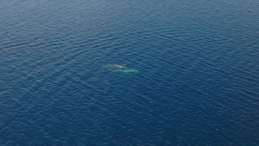 Whale on the surface of a vast blue ocean