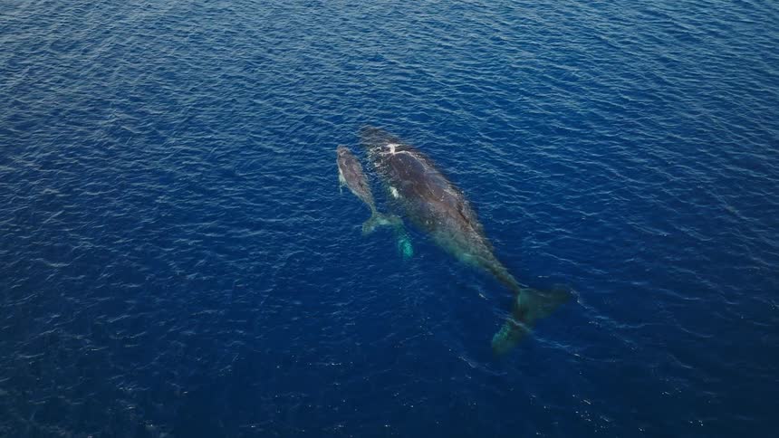 Aerial view of a whale with its calf on the surface of the ocean