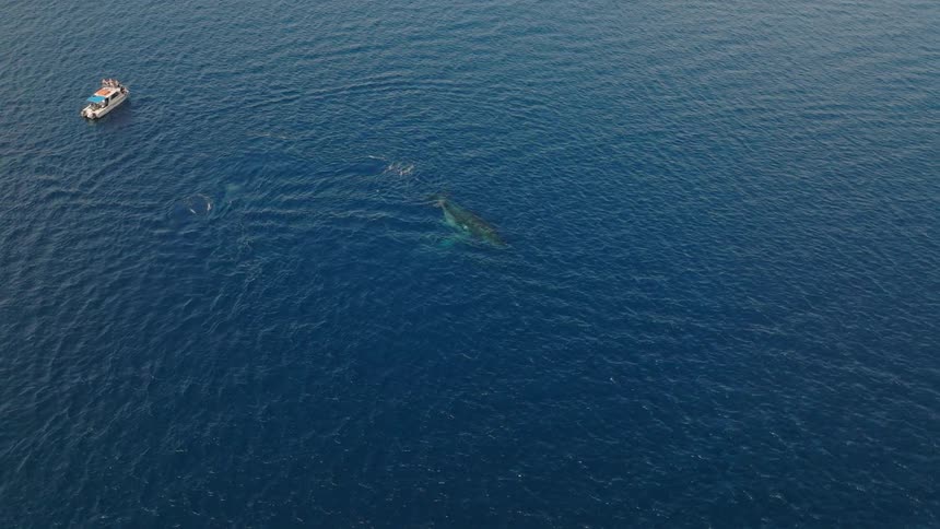 A boat is floating near a couple of whales in the ocean