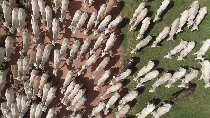 A large herdof goats all walk in the same direction over grass and dirt