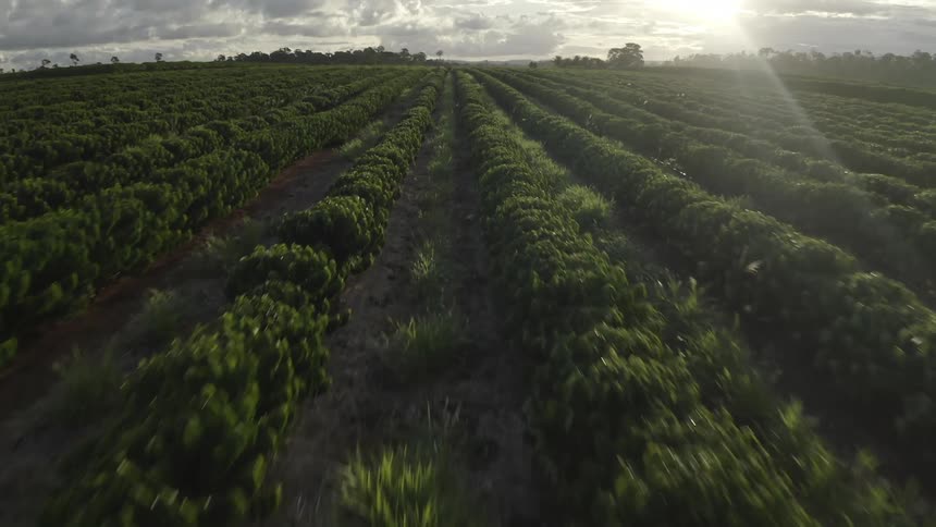 Rows of lush green crops stretch into the distance under a bright sunstreaked sky