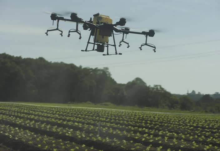 Agricultural drone flies over a plantation spraying crops with technological precision