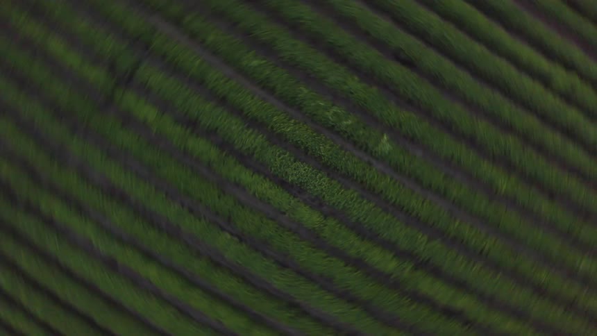 A top down spinning aerial shot shows a field with dark parallel rows of crops