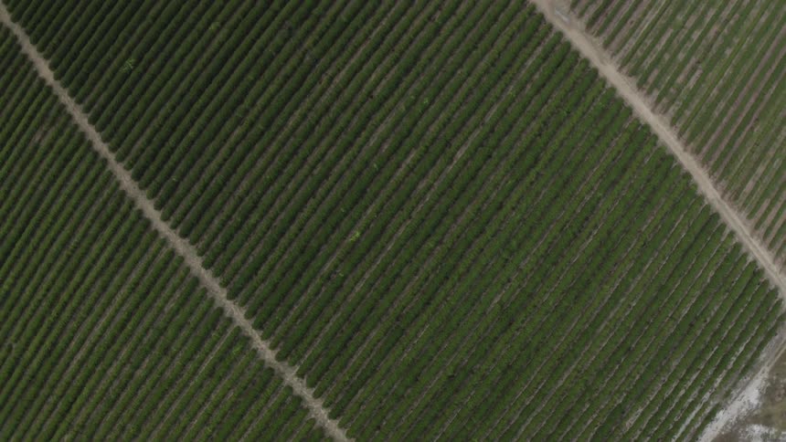 Aerial panorama of a large agricultural field