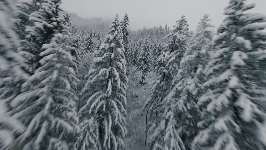 A dense forest of snowcovered pine trees stretches across a misty gray landscape in Switzerland