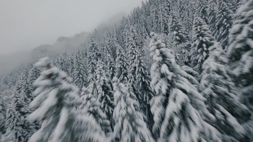 A dense forest of snowcovered pine trees stretches across a misty gray landscape