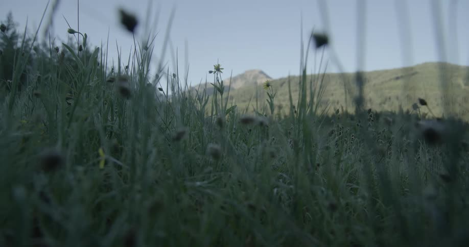 Field of tall grass and wildflowers in the foreground with mountains in the background under a clear sky