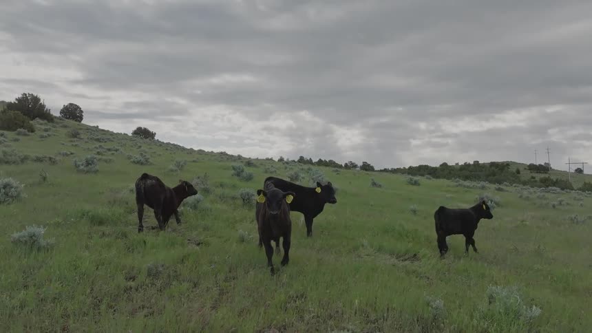 Four cows graze in a grassy pasture under a cloudy sky