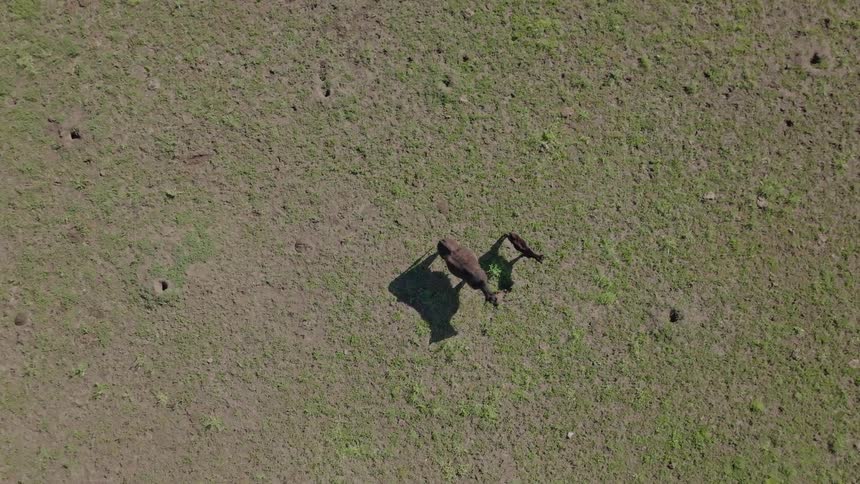 Two cows are standing still in a barren field