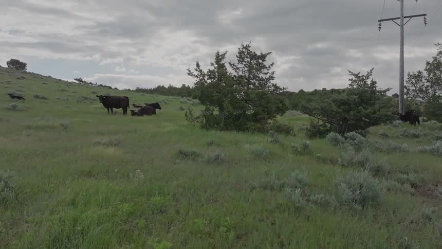 Cows are standing and laying on the field