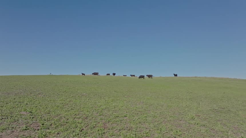 Aerial view of cattle grazing on a green hillside
