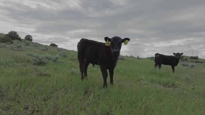 Two cattle in a field on a cloudy day