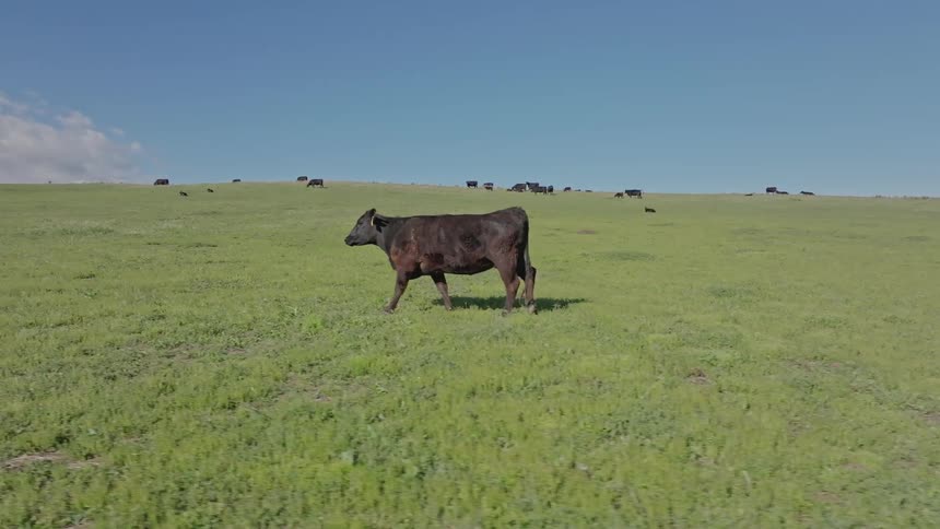A footage of a cow grazing