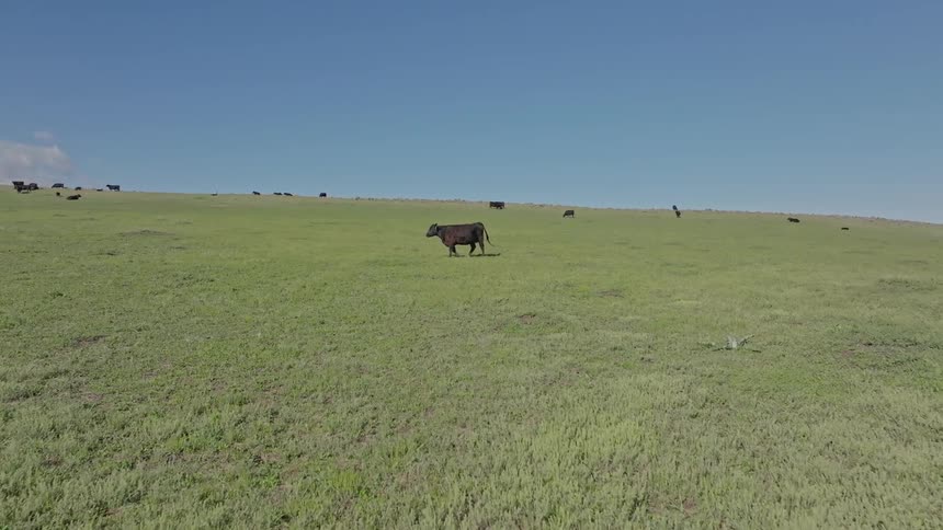 Aerial view of cattle in a large green field