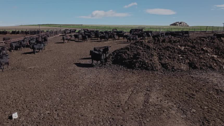 A large herd of black cows in a muddy pen with a distant treeline and a pile of manure visible in the background
