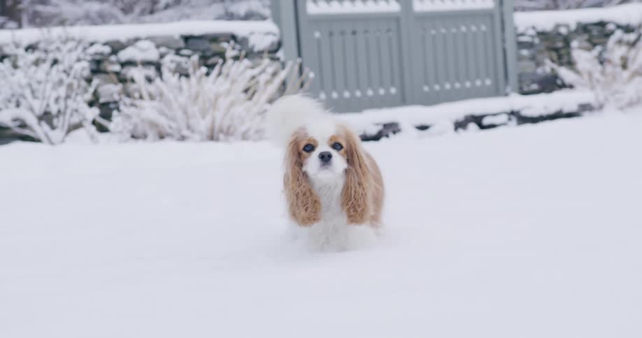 Small dog walking in the snow