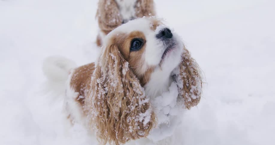 Two small dogs in the snow