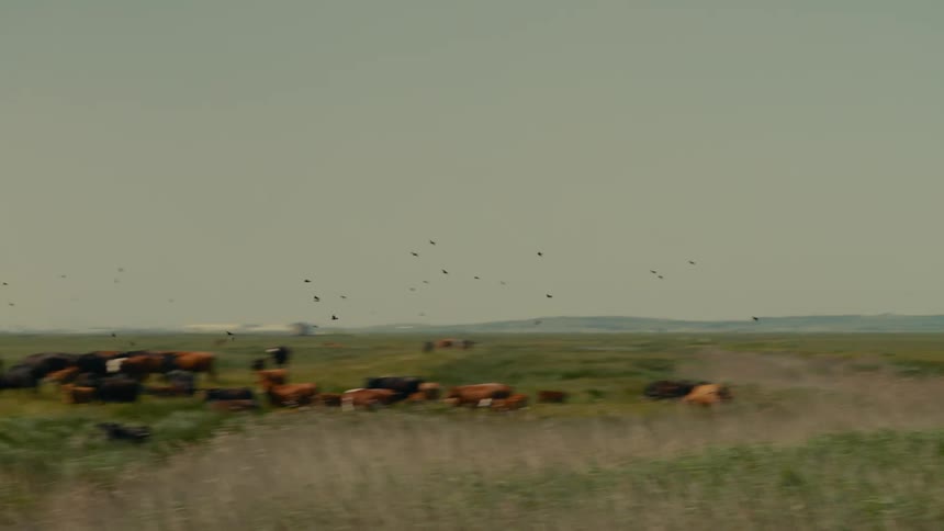 Horde of birds flying above a pasture with bulls and cows