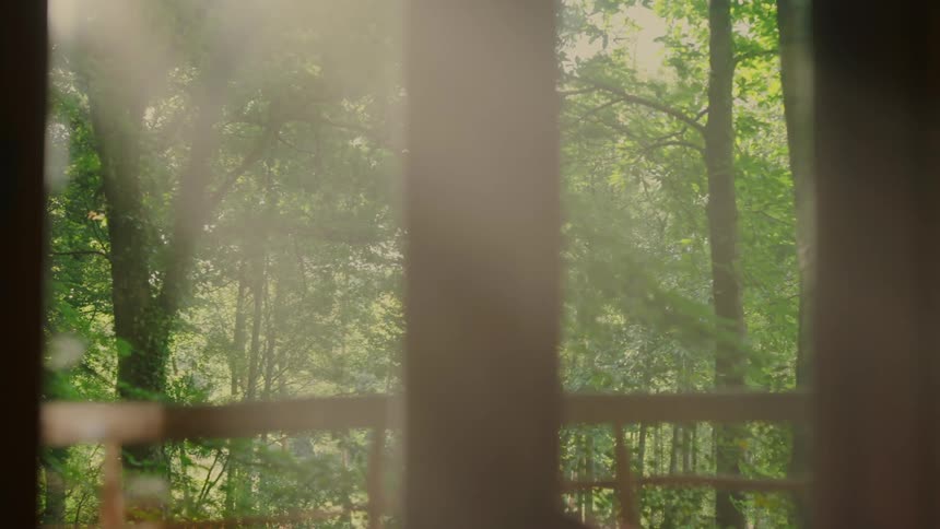 Dense forest during the day seen through a window