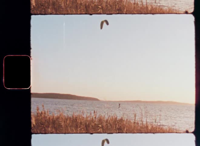 A kite surfer moves on the water along a coast