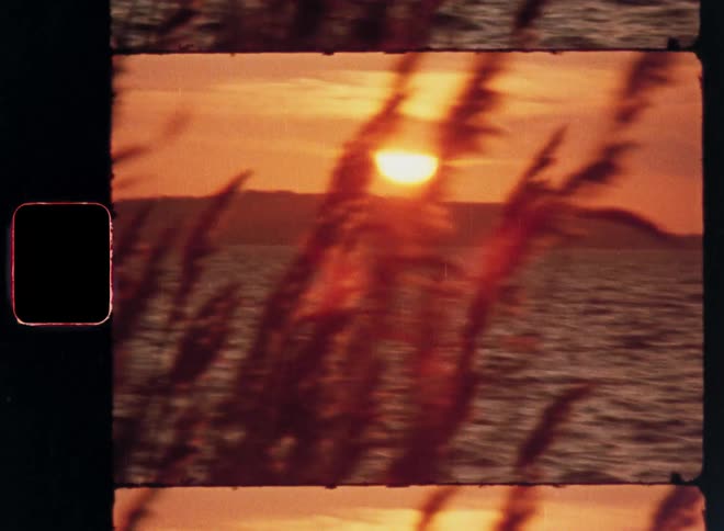 Two birds flying in a sunset over the sea