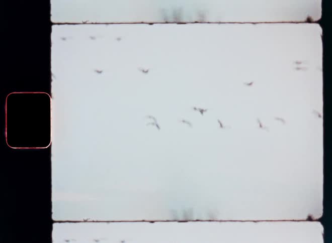 Group of birds flying in a cloudy sky