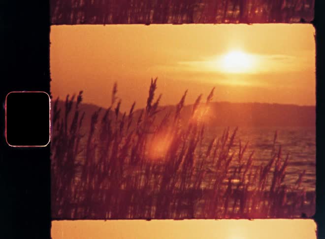 Tall grass heavy with seeds blows in the wind on a coast