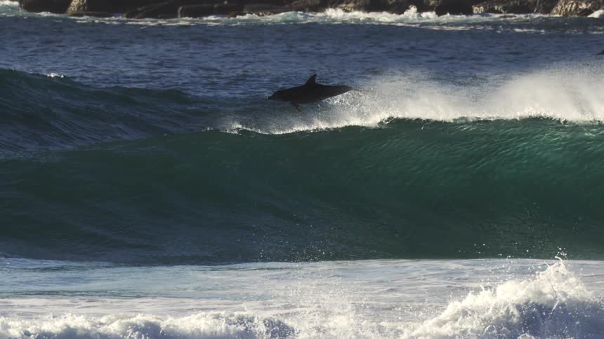 A dolphin jump from a rising wave in the open ocean