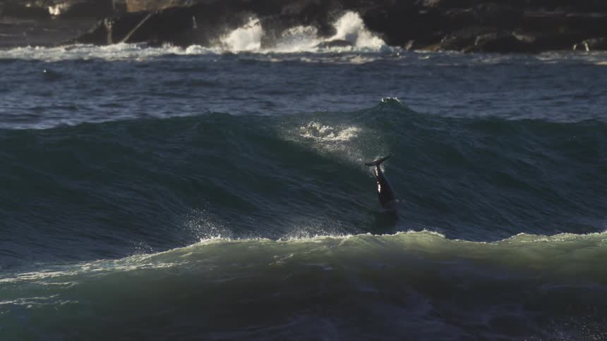 Dolphin jumping from a wave in the ocean